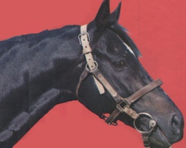 stallion Zenabre xx (Thoroughbred, 1961, from Pharas xx)