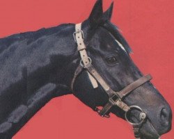 stallion Zenabre xx (Thoroughbred, 1961, from Pharas xx)