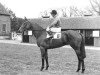 broodmare Highclere xx (Thoroughbred, 1971, from Queen's Hussar xx)