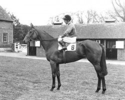 broodmare Highclere xx (Thoroughbred, 1971, from Queen's Hussar xx)