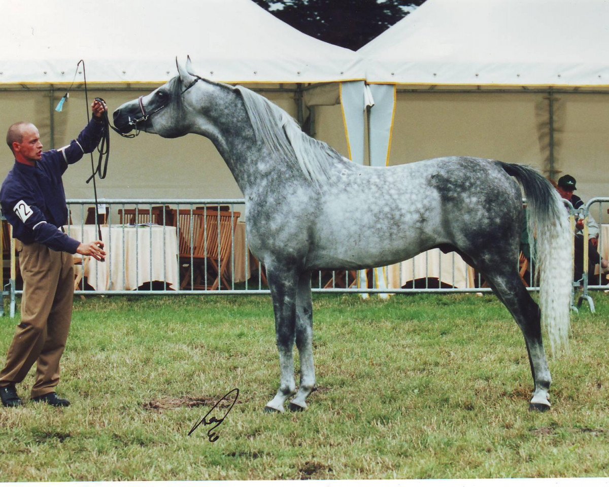 stallion Padishakh 1996 ox (Arabian purebred, 1996, from Drug 1985 ox)