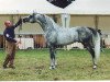 stallion Padishakh 1996 ox (Arabian thoroughbred, 1996, from Drug 1985 ox)