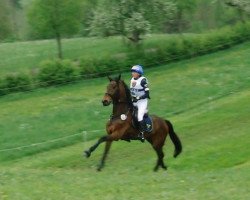 Springpferd Usabella (Holsteiner, 2004, von Carry)