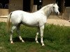 stallion Matador 1997 ox (Arabian thoroughbred, 1997, from Drug 1985 ox)