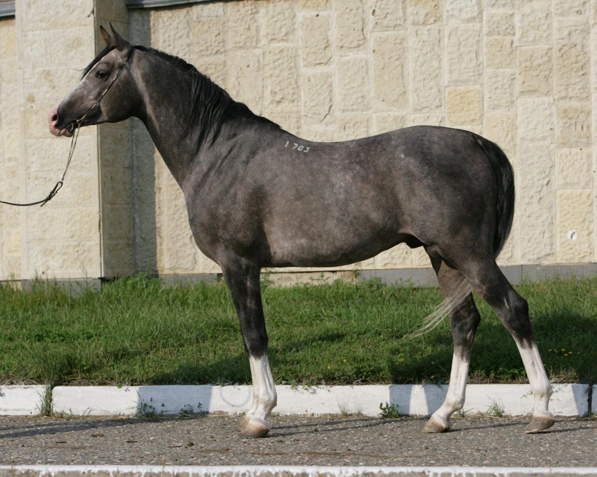 Deckhengst Vizavi 2003 ox (Vollblutaraber, 2003, von Matador 1997 ox)