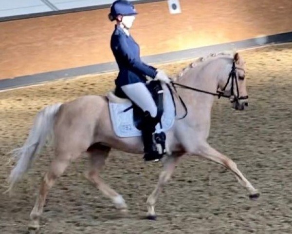dressage horse Reuschbachhofs Clive Owen (German Riding Pony, 2011, from Nk Cyrill)
