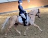 dressage horse Reuschbachhofs Clive Owen (German Riding Pony, 2011, from NK Cyrill)