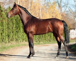 stallion Nonet 2008 ox (Arabian thoroughbred, 2008, from Nitagor 2001 ox)