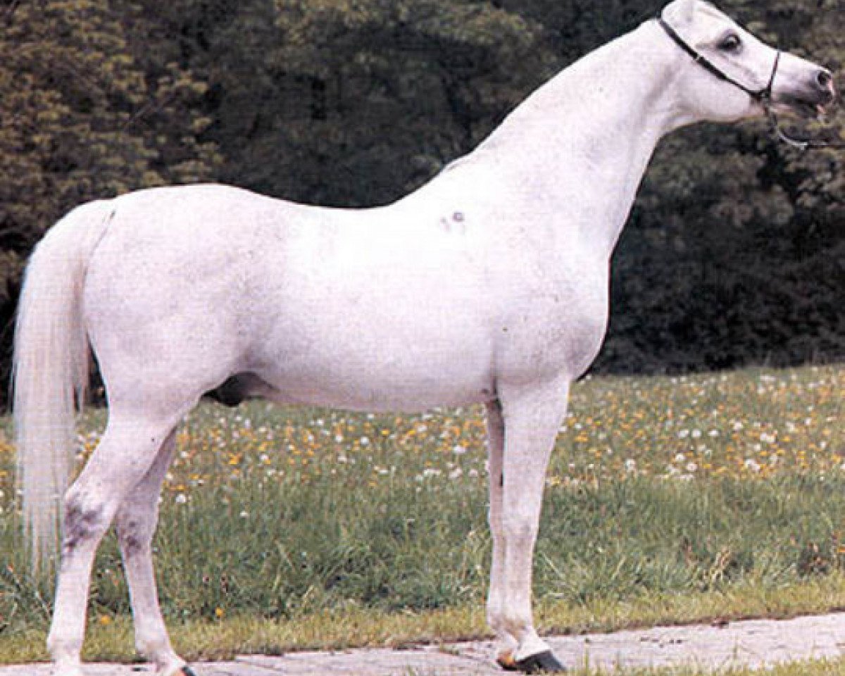 Deckhengst Partner ox (Vollblutaraber, 1970, von Eleuzis 1962 ox)
