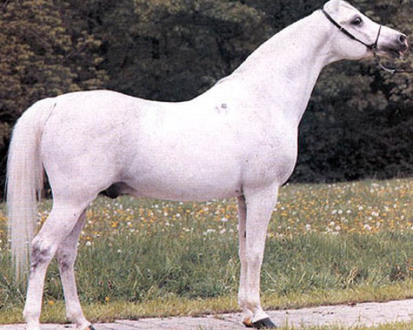 stallion Partner ox (Arabian thoroughbred, 1970, from Eleuzis 1962 ox)