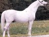 stallion Partner ox (Arabian thoroughbred, 1970, from Eleuzis 1962 ox)