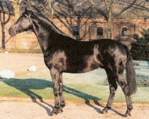 stallion Domenico (Westphalian, 1988, from Diamantino)