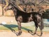 stallion Domenico (Westphalian, 1988, from Diamantino)