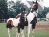 broodmare Kentucky (KWPN (Royal Dutch Sporthorse), 1992, from Domenico)
