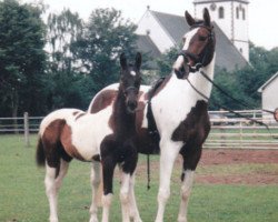 Zuchtstute Kentucky (KWPN (Niederländisches Warmblut), 1992, von Domenico)