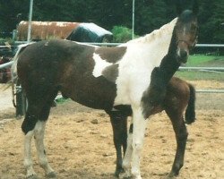 broodmare Pensylvania (Westphalian, 1996, from Polany)