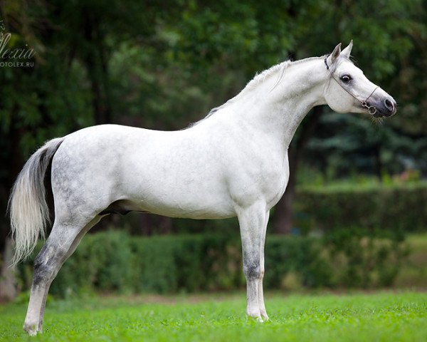 stallion Monomakh 2003 ox (Arabian thoroughbred, 2003, from Madiar 1994 ox)