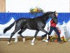 dressage horse Jewels Sir Weibach (Oldenburg, 2009, from Sir Donnerhall I)