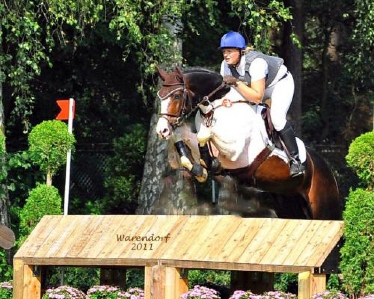 stallion Sir Cisco 2 (Mecklenburg, 2006, from Sancisco)