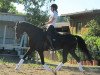 dressage horse Francis' Kiss (Württemberger, 2008, from French Kiss)