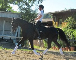 dressage horse Francis' Kiss (Württemberger, 2008, from French Kiss)