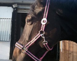 dressage horse Cicara (KWPN (Royal Dutch Sporthorse), 2007, from Sorento OLD)