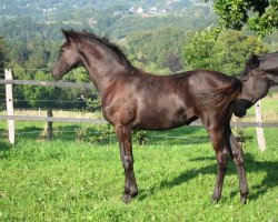 broodmare Very Funny (Hanoverian, 2013, from Viscount 22)