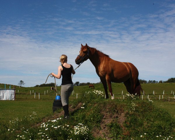 broodmare BestBreed Mustang Strawberry Wine (Mustang, 2005)