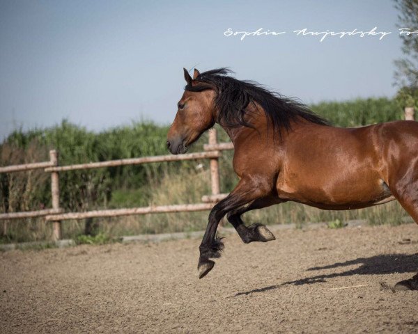 horse Neumühles Penelope (Welsh-Cob (Sek. D), 2008, from Danaway Flashback)