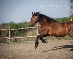 Pferd Neumühles Penelope (Welsh-Cob (Sek. D), 2008, von Danaway Flashback)