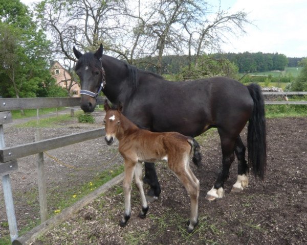 broodmare Valorous Pride Girl (Welsh-Cob (Sek. D), 2002, from Cobtain Little Prince)