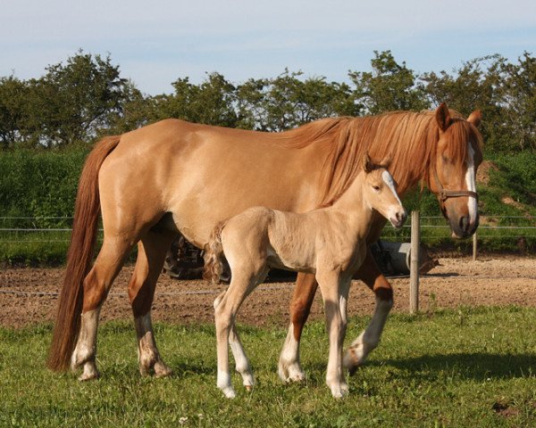 Zuchtstute BestBreed Mustang Ruby (Mustang, 2004)