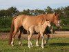 broodmare BestBreed Mustang Ruby (Mustang, 2004)