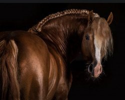 Deckhengst Akazienhof Firestarter (Welsh-Cob (Sek. D), 2013, von Danaway Flashback)