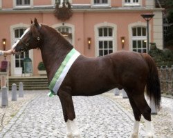 Pferd Little Home Flashdancer (Welsh-Cob (Sek. D), 2007, von Danaway Flashback)