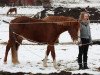 broodmare BestBreed Mustang Mary Lou (Mustang, 2005)