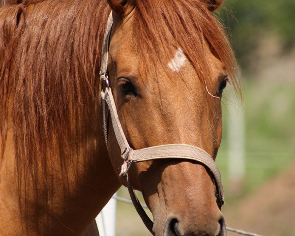 broodmare BestBreed Mustang Emmy Lou (Mustang, 2005)