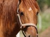 Zuchtstute BestBreed Mustang Emmy Lou (Mustang, 2005)