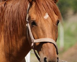 broodmare BestBreed Mustang Emmy Lou (Mustang, 2005)