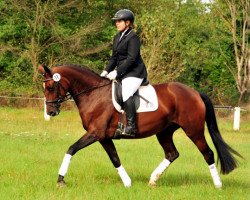 broodmare Karida 4 (Trakehner, 2013, from Oliver Twist)