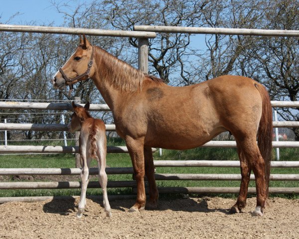 Zuchtstute BestBreed Mustang Dixie (Mustang, 2001)