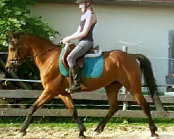 dressage horse Rashmi (German Riding Pony, 2006)