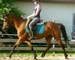 Dressurpferd Rashmi (Deutsches Reitpony, 2006)