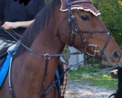 dressage horse Akashya (Württemberger, 2010, from Ciacomo)