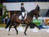 dressage horse Don Auriello (Hanoverian, 2002, from Don Davidoff)