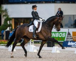 dressage horse Don Auriello (Hanoverian, 2002, from Don Davidoff)