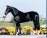stallion Contango (Oldenburg, 1988, from Contender)