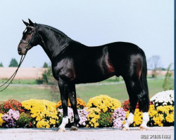 Deckhengst Contango (Oldenburger, 1988, von Contender)