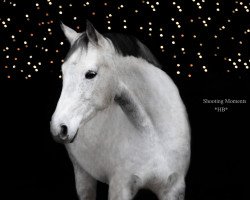 dressage horse Londra vaan Loree (Austrian Warmblood, 2011, from Goldfever II)