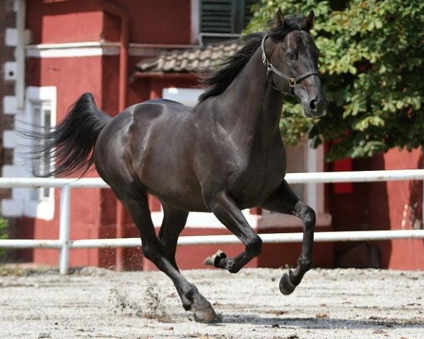 stallion Stormy Jail xx (Thoroughbred, 2004, from Stormy Atlantic xx)